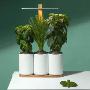 Prêt à pousser Pots & Jardinières>Jardin D'Interieur Lilo