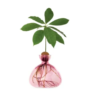 Ilex Studio Vases>Vase En Verre Pour Avocat Rose